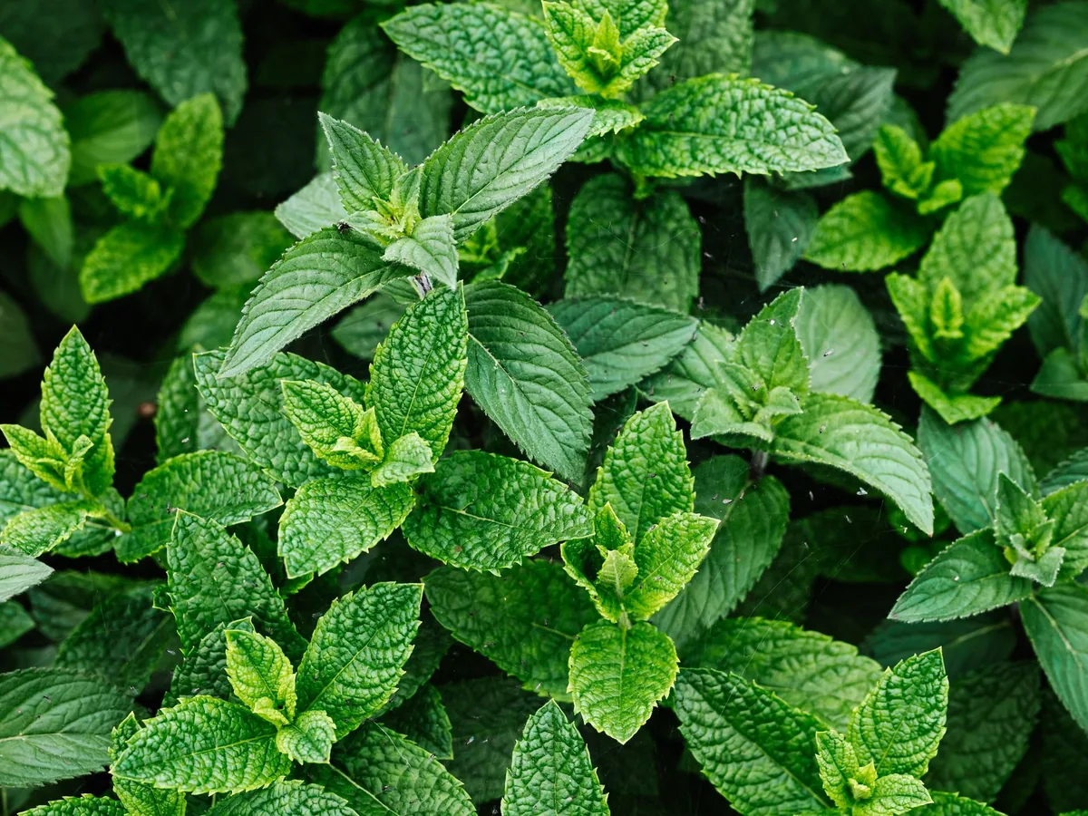 How to Store Fresh Herbs to Keep Them Fresh